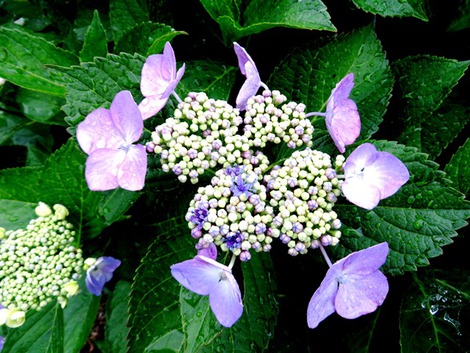 小雨で紫陽花