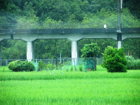 大雨注意報もなくなって・・「大暑」の木曜日