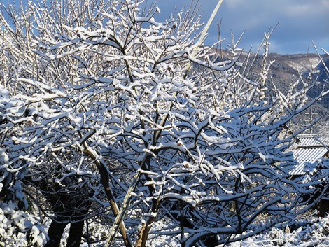 朝の雪・・青空で・・