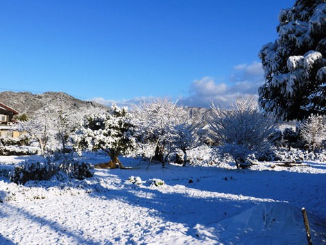 朝の雪・・青空で・・