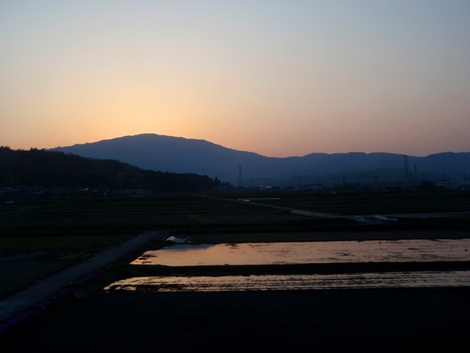 琵琶湖岸にオニグルミの花～湖西線茜色