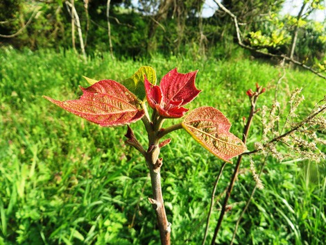 琵琶湖岸にオニグルミの花～湖西線茜色