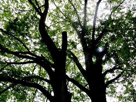 緑の風が初夏になる・・