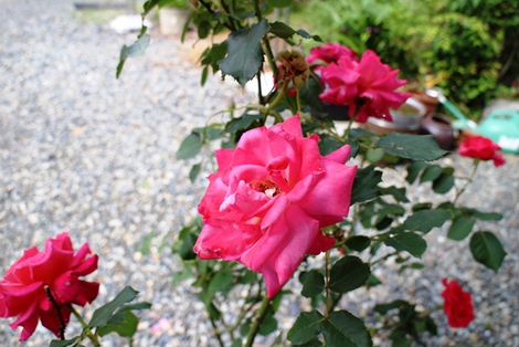 梅雨入りだそうです・・薔薇