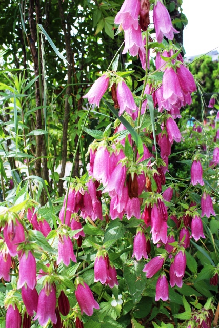 梅雨入りだそうです・・薔薇