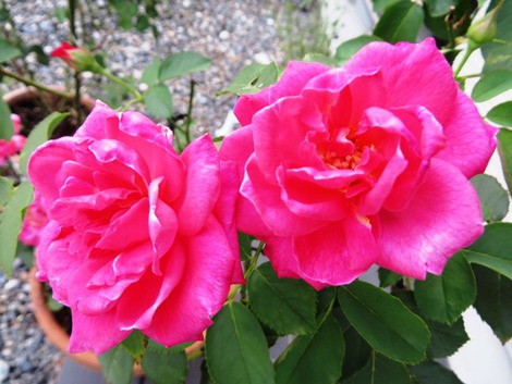 仲良し・・薔薇