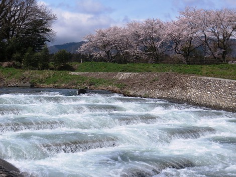 桜は青空で～～
