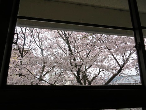 桜は青空で～～