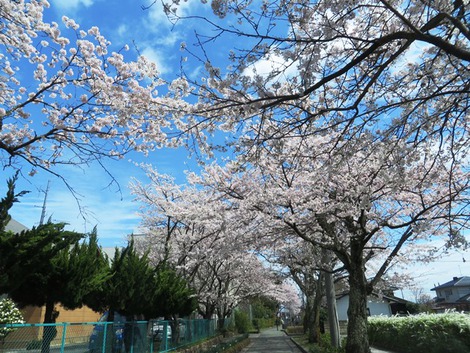 桜は青空で～～