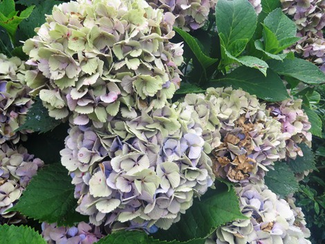 向日葵・・夏を待つ～紫陽花色褪せ益々