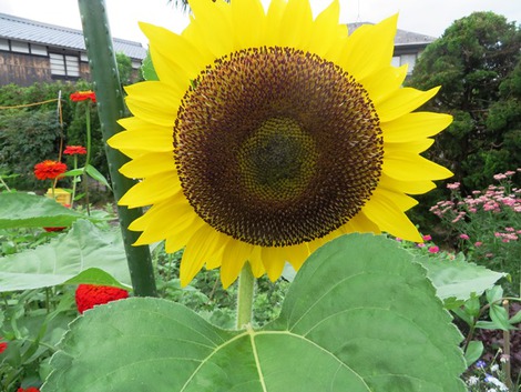 向日葵・・夏を待つ～紫陽花色褪せ益々