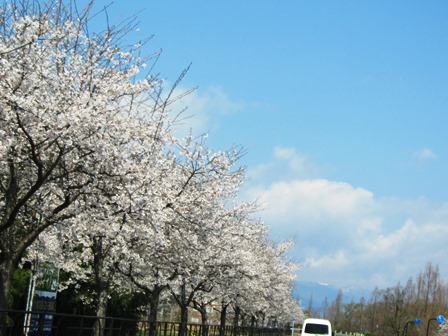 新旭湖周道路の桜並木・・・桜日和でした。