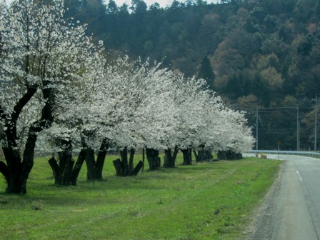 安曇川町長尾の桜・・花曇り