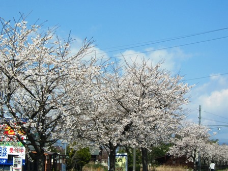 新旭湖周道路の桜並木・・・桜日和でした。