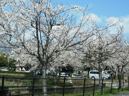 新旭湖周道路の桜並木・・・桜日和でした。