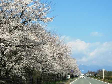 新旭湖周道路の桜並木・・・桜日和でした。