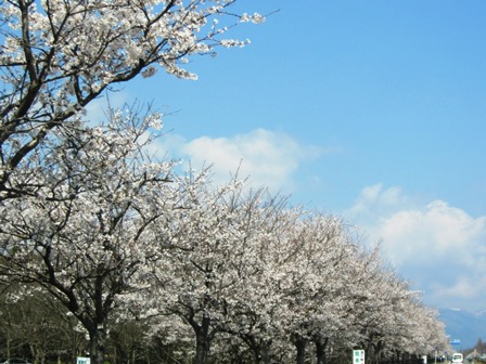 新旭湖周道路の桜並木・・・桜日和でした。