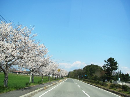 新旭湖周道路の桜並木・・・桜日和でした。