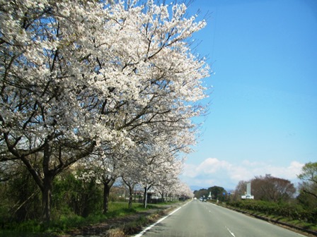 新旭湖周道路の桜並木・・・桜日和でした。