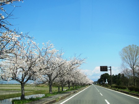 新旭湖周道路の桜並木・・・桜日和でした。