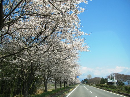 新旭湖周道路の桜並木・・・桜日和でした。