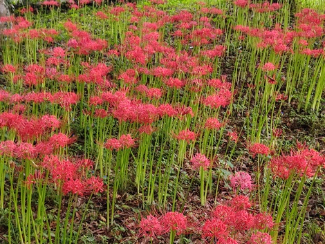 暑さは苦手～彼岸花