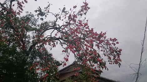 曇天と雨でした～～土曜日