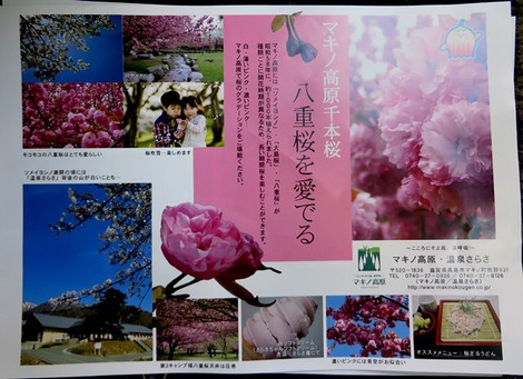 桜のイベントもこれから・・