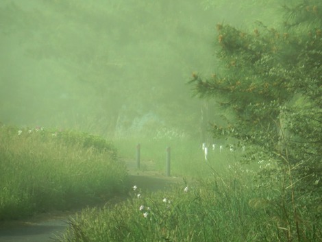 松並木～花粉・・湖西線茜風景～皐月