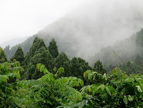 走り梅雨のような・・月曜になってましたが・・。