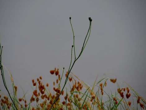 走り梅雨のような・・月曜になってましたが・・。