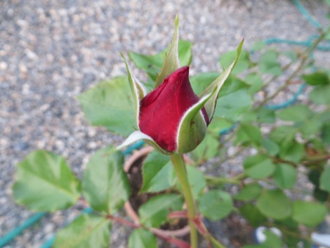 薔薇の蕾～日の出