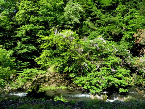 今日も晴れの緑でした
