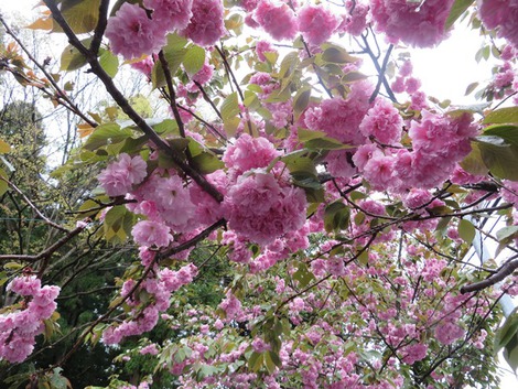 八重桜も散りながら・・雨上がりの風景でした