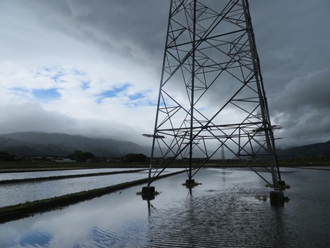 八重桜も散りながら・・雨上がりの風景でした