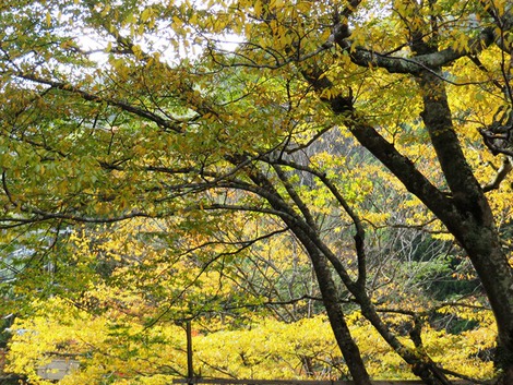 冷え込んで朝夕・・紅葉も