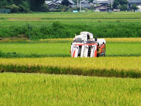 稲刈りが始まった・・