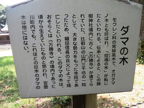 藤樹神社