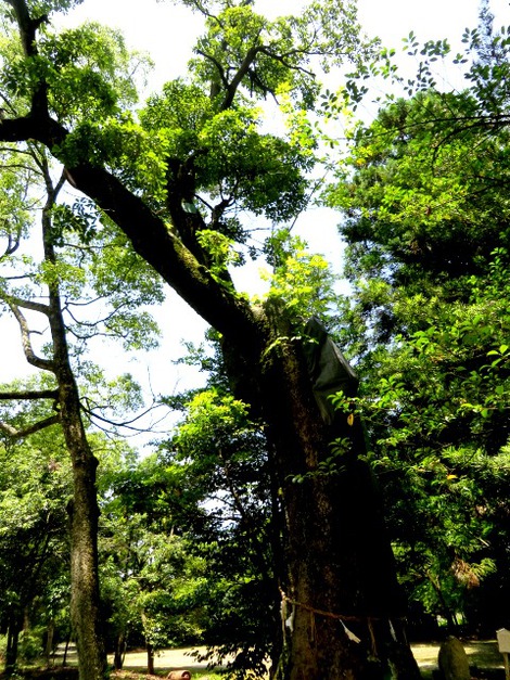 藤樹神社