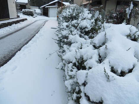 雪～積もりました