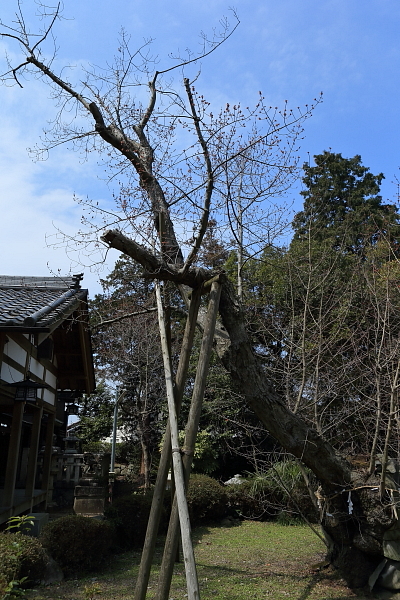 桜も気になるがこちらも・・・