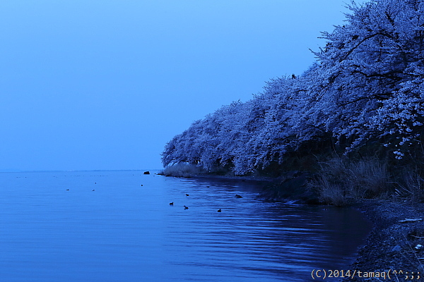 海津の桜