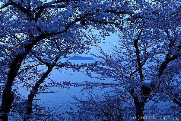 海津の桜