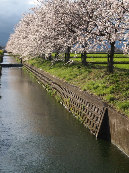 今年の桜は…