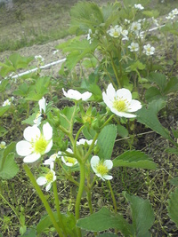 いちごの花が咲きました