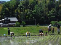 もんぺおばさんの田植え