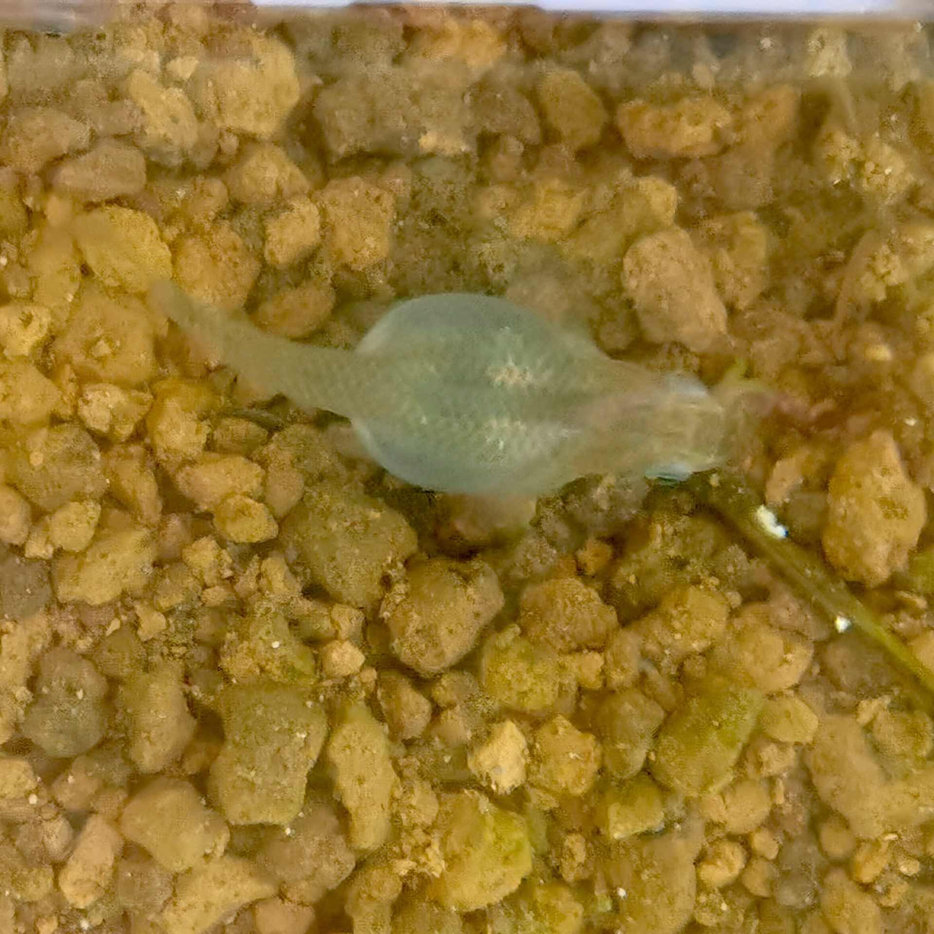これはメダカですか？