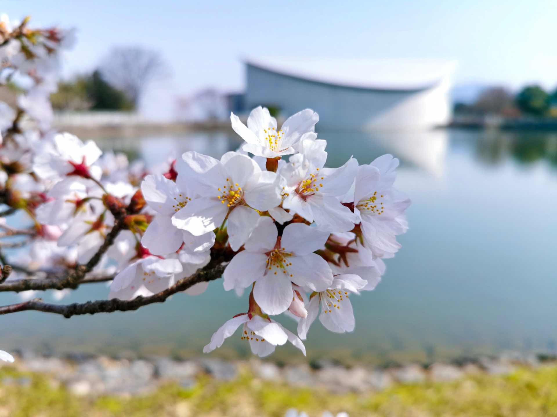 探検の殿堂の桜＿2021
