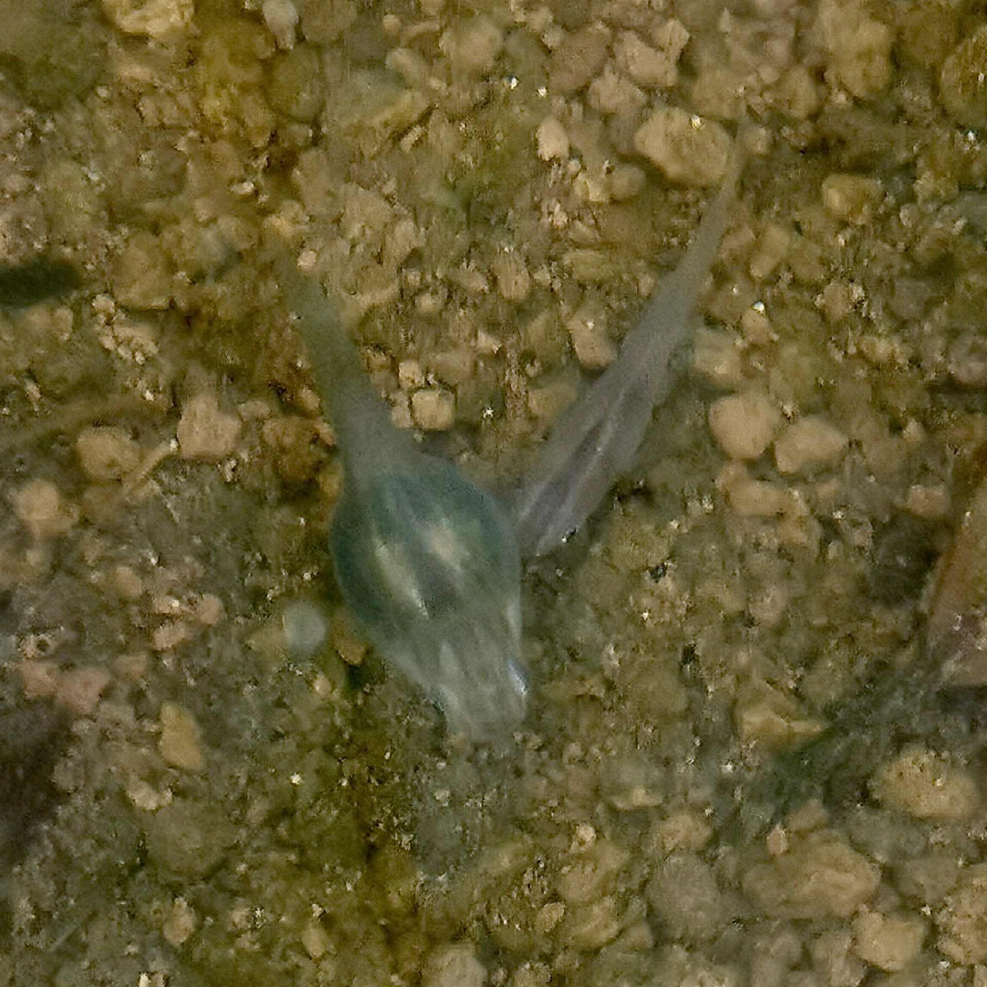 これはメダカですか？