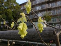 トサミズキ（土佐水木）